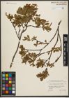 Foto von Salix waldsteiniana Willd.